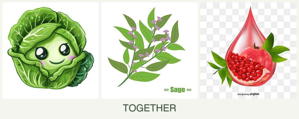 Can you plant cabbage, sage and pomegranates together?