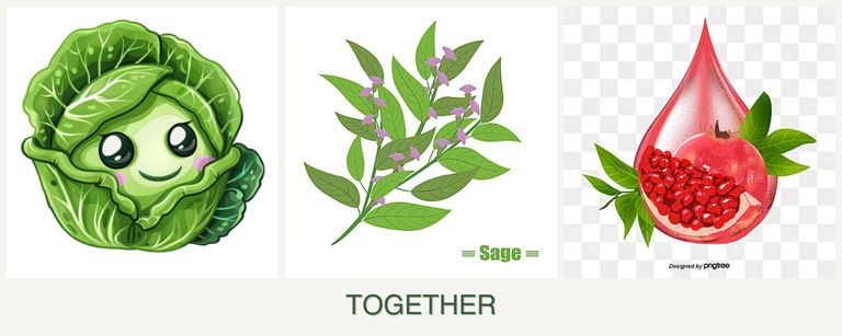Can you plant cabbage, sage and pomegranates together?