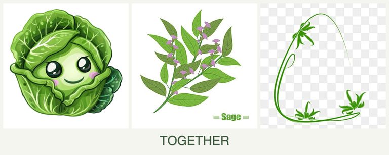Can you plant cabbage, sage and tarragon together?