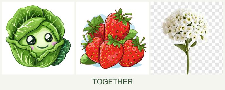 Can you plant cabbage, strawberries and alyssum together?