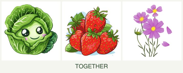 Can you plant cabbage, strawberries and cosmos together?