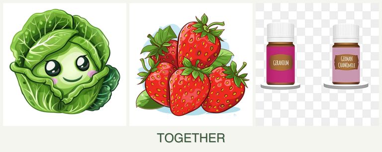 Can you plant cabbage, strawberries and geraniums together?