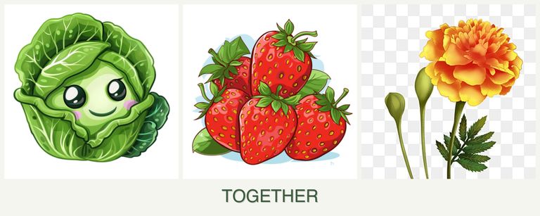 Can you plant cabbage, strawberries and marigolds together?