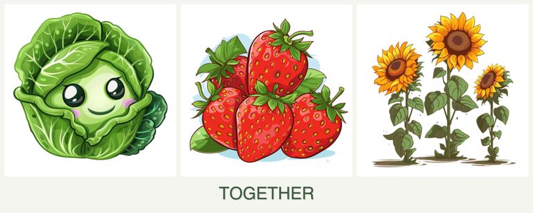 Can you plant cabbage, strawberries and sunflowers together?