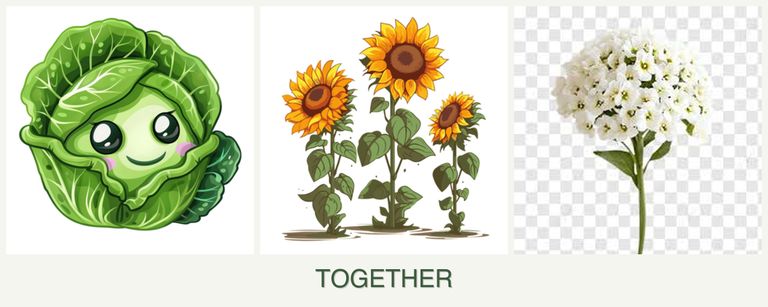 Can you plant cabbage, sunflowers and alyssum together?