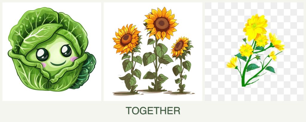 Can you plant cabbage, sunflowers and calendula together?
