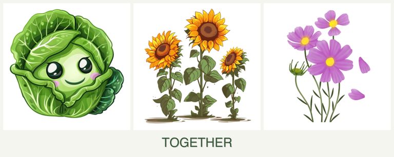 Can you plant cabbage, sunflowers and cosmos together?