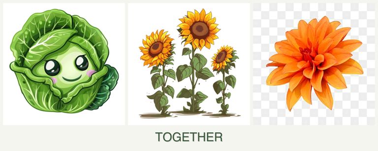 Can you plant cabbage, sunflowers and dahlias together?