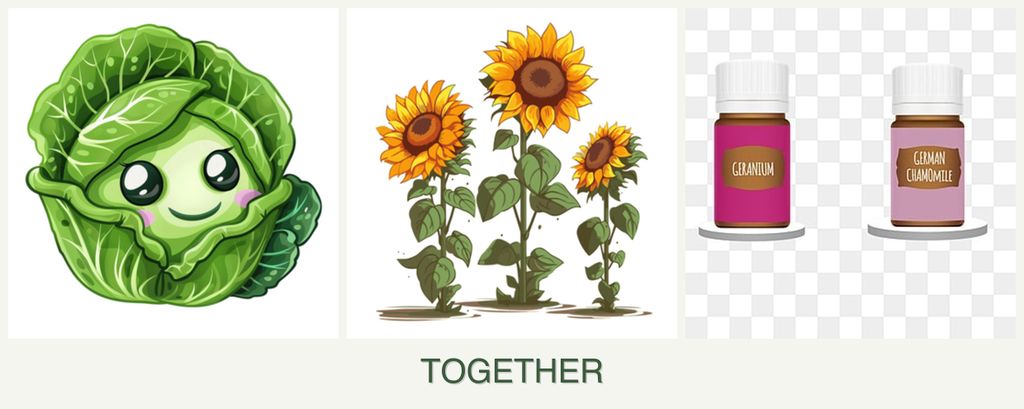 Can you plant cabbage, sunflowers and geraniums together?