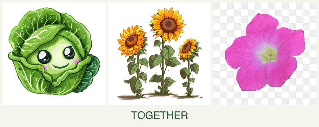 Can you plant cabbage, sunflowers and petunias together?