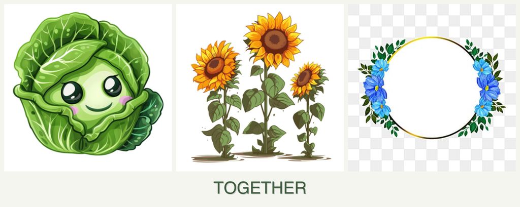 Can you plant cabbage, sunflowers and zinnias together?