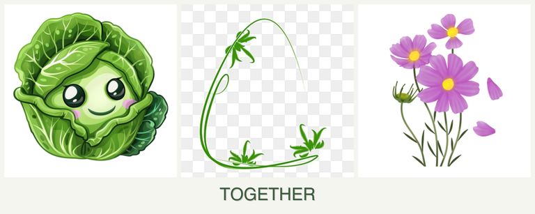 Can you plant cabbage, tarragon and cosmos together?