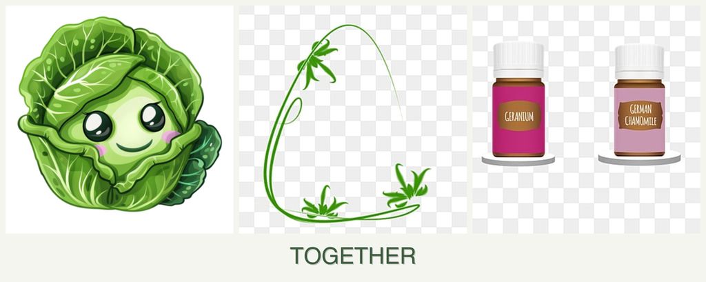 Can you plant cabbage, tarragon and geraniums together?