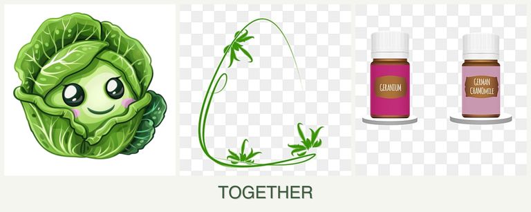 Can you plant cabbage, tarragon and geraniums together?