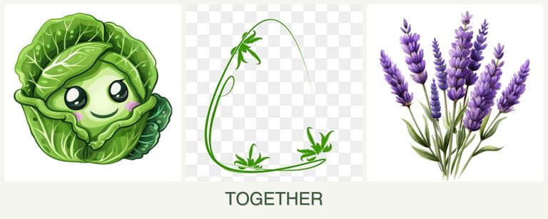 Can you plant cabbage, tarragon and lavender together?