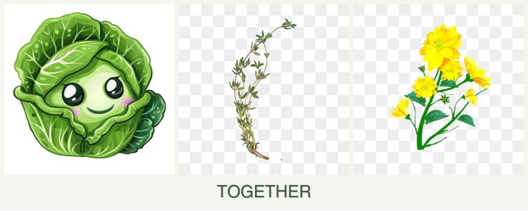 Can you plant cabbage, thyme and calendula together?