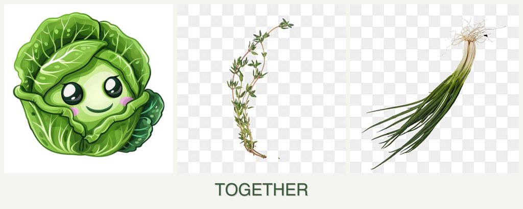 Can you plant cabbage, thyme and chives together?