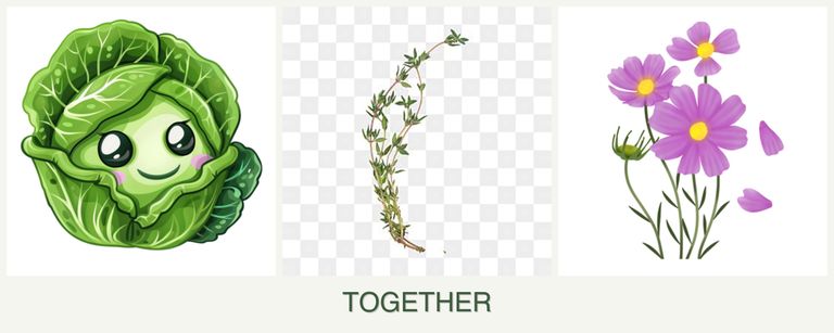 Can you plant cabbage, thyme and cosmos together?