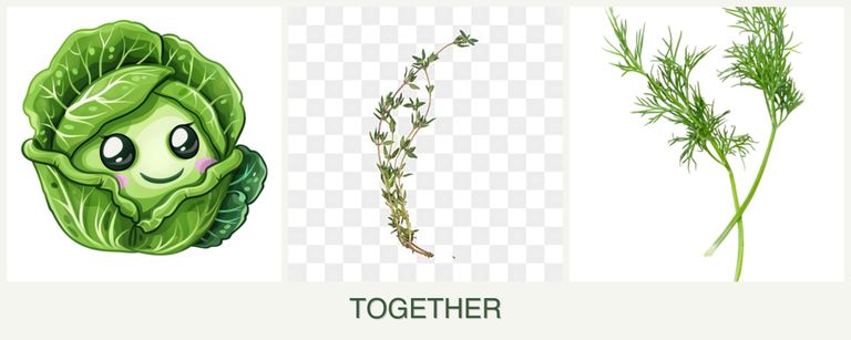Can you plant cabbage, thyme and dill together?