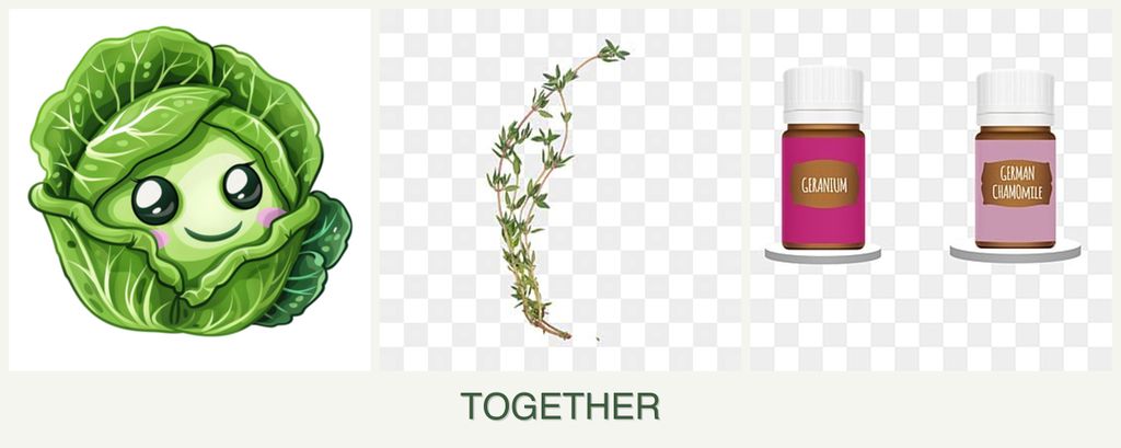 Can you plant cabbage, thyme and geraniums together?