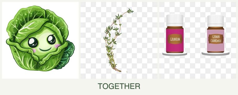 Can you plant cabbage, thyme and geraniums together?