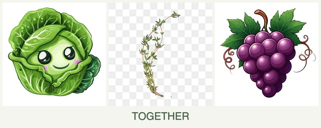 Can you plant cabbage, thyme and grapes together?