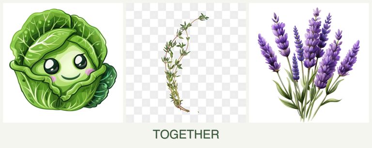 Can you plant cabbage, thyme and lavender together?