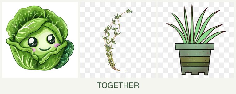 Can you plant cabbage, thyme and lemongrass together?