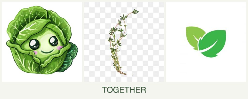 Can you plant cabbage, thyme and mint together?
