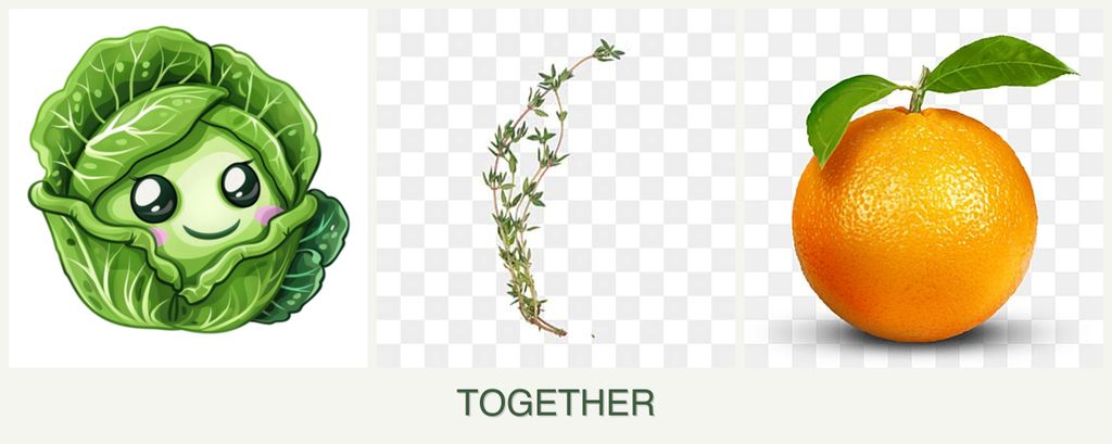 Can you plant cabbage, thyme and oranges together?