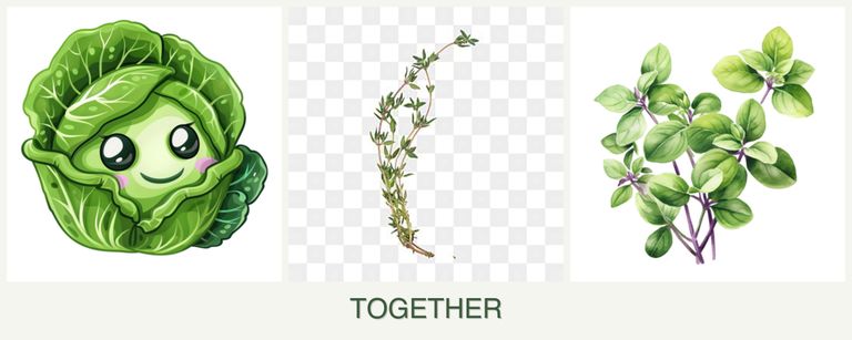 Can you plant cabbage, thyme and oregano together?