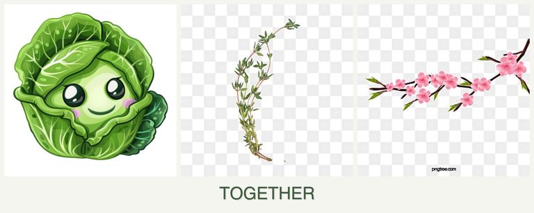Can you plant cabbage, thyme and peaches together?