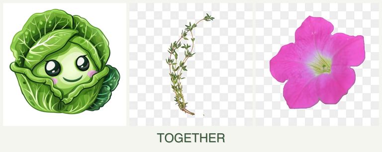 Can you plant cabbage, thyme and petunias together?