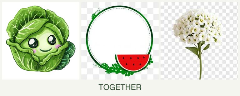 Can you plant cabbage, watermelons and alyssum together?