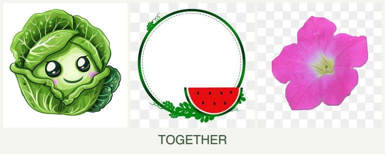 Can you plant cabbage, watermelons and petunias together?