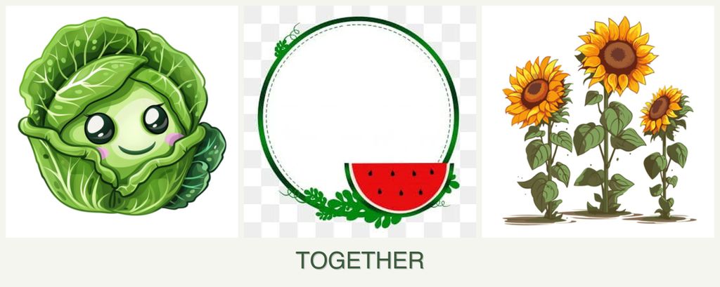 Can you plant cabbage, watermelons and sunflowers together?