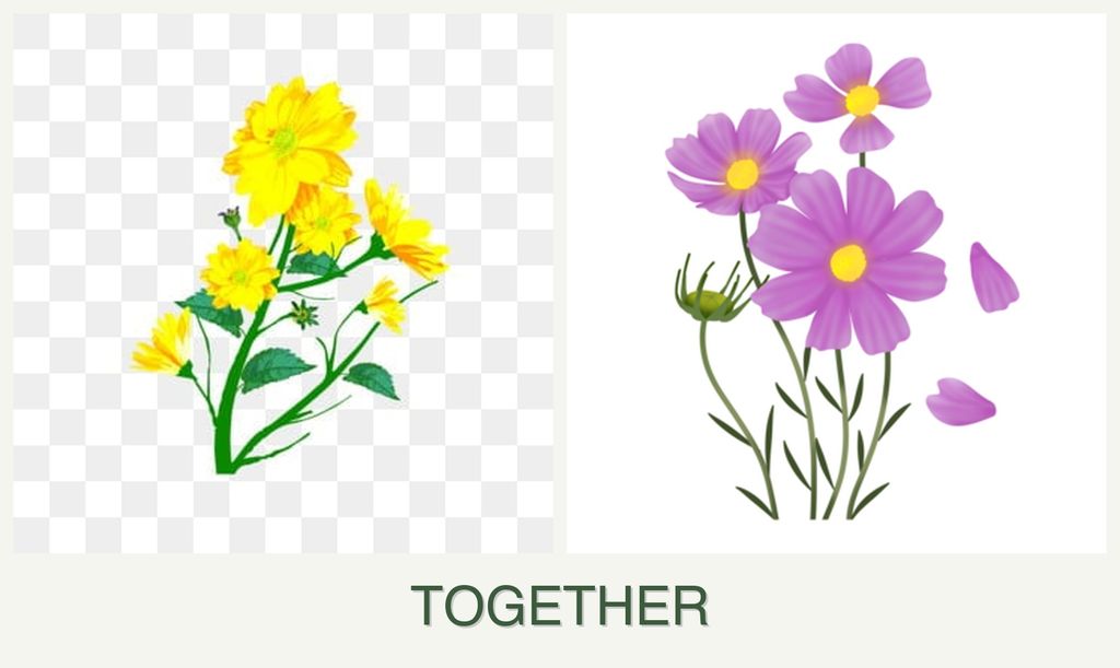 Can you plant calendula and cosmos together?