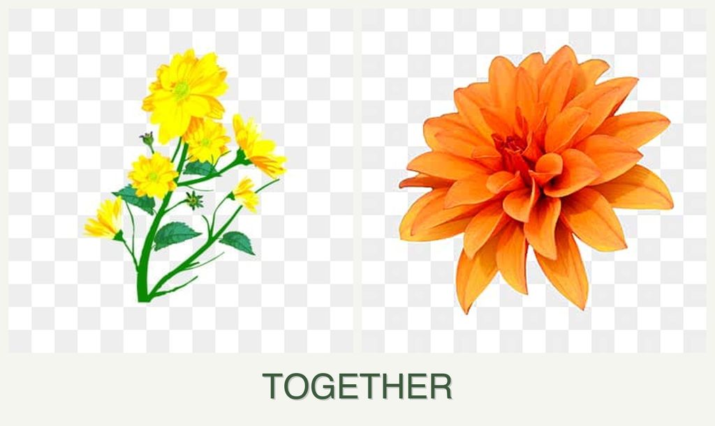 Can you plant calendula and dahlias together?