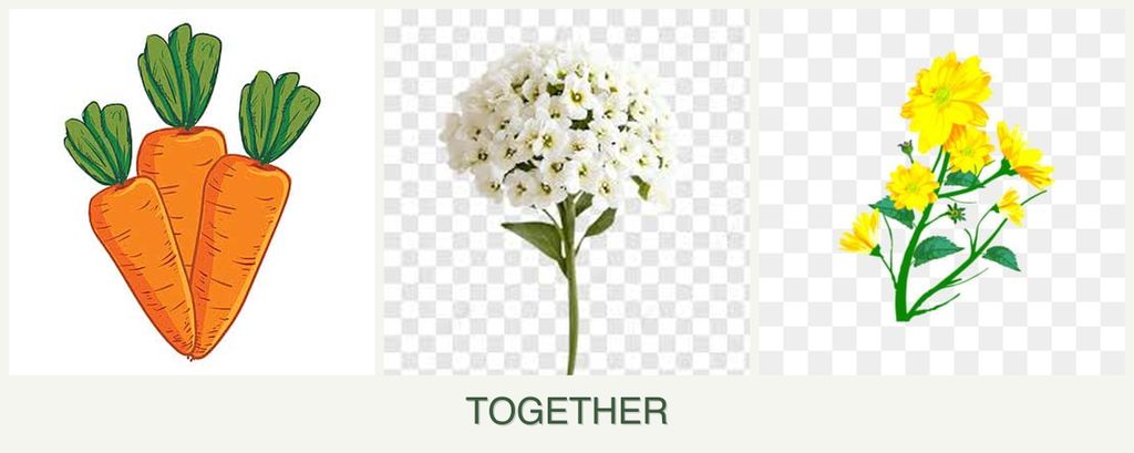 Can you plant carrots, alyssum and calendula together?