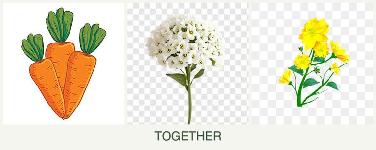 Can you plant carrots, alyssum and calendula together?