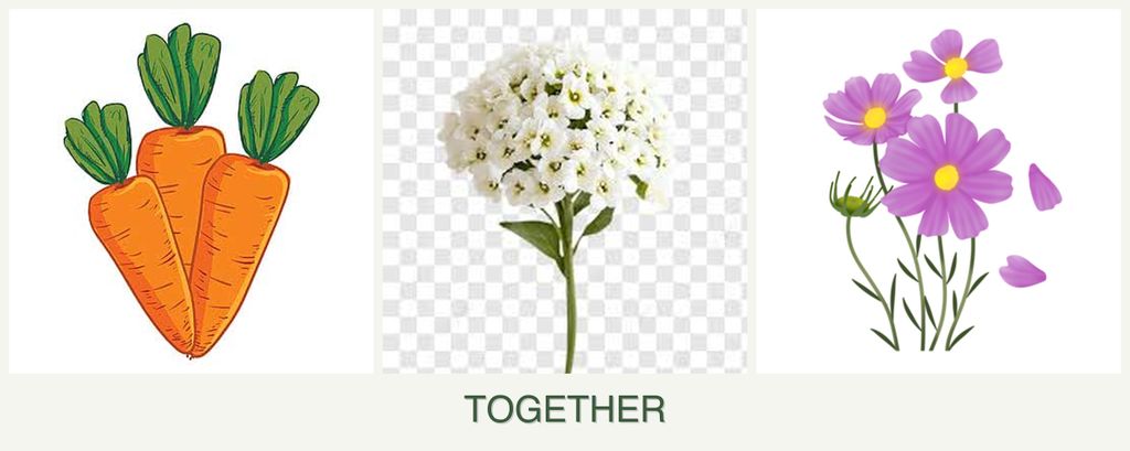Can you plant carrots, alyssum and cosmos together?