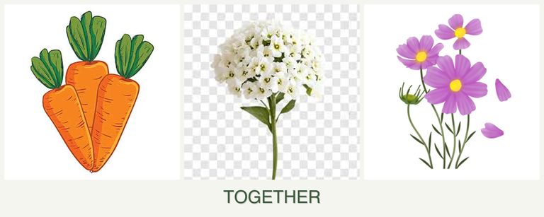 Can you plant carrots, alyssum and cosmos together?