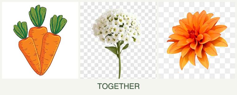 Can you plant carrots, alyssum and dahlias together?