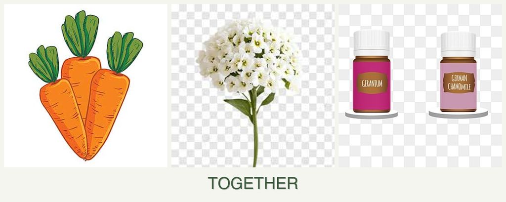 Can you plant carrots, alyssum and geraniums together?