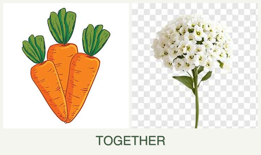 Can you plant carrots and alyssum together?