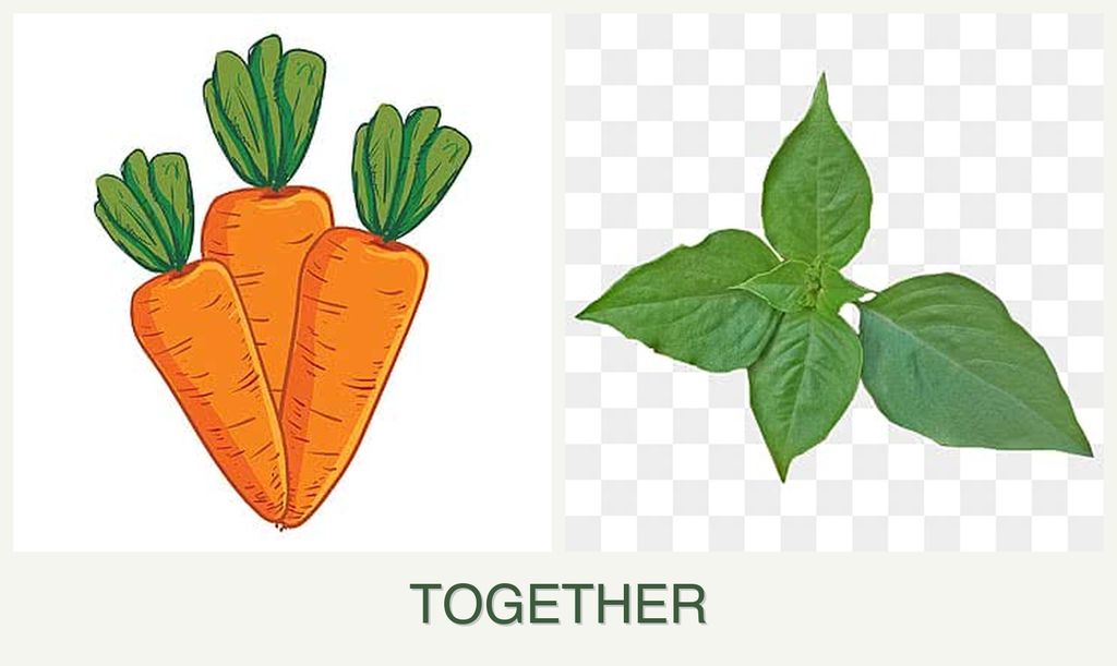 Can you plant carrots and basil together?