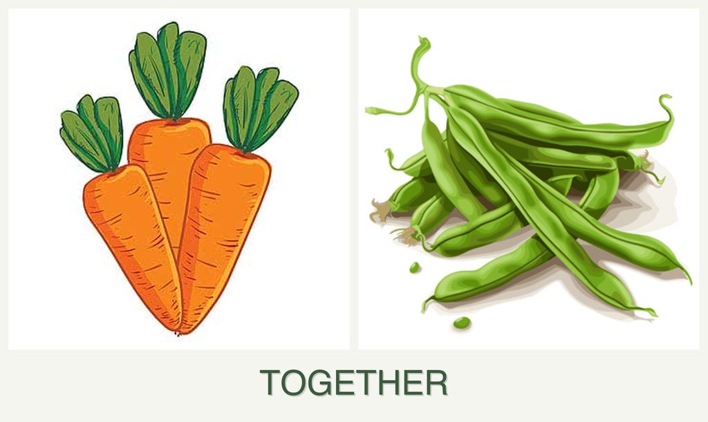 Can you plant carrots and beans together?