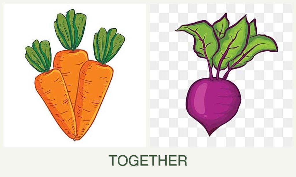 Can you plant carrots and beets together?