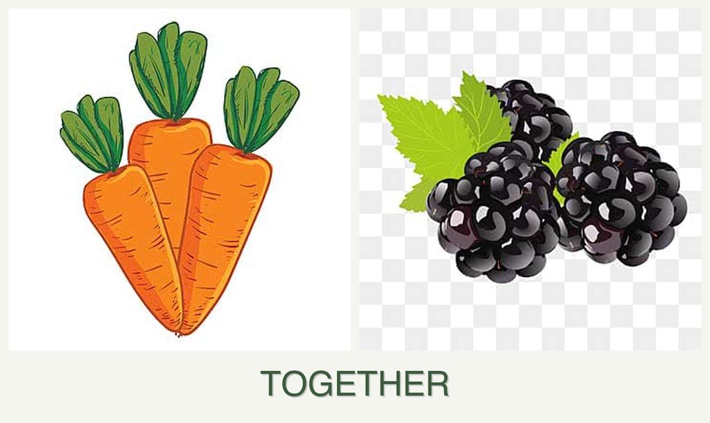 Can you plant carrots and blackberries together?