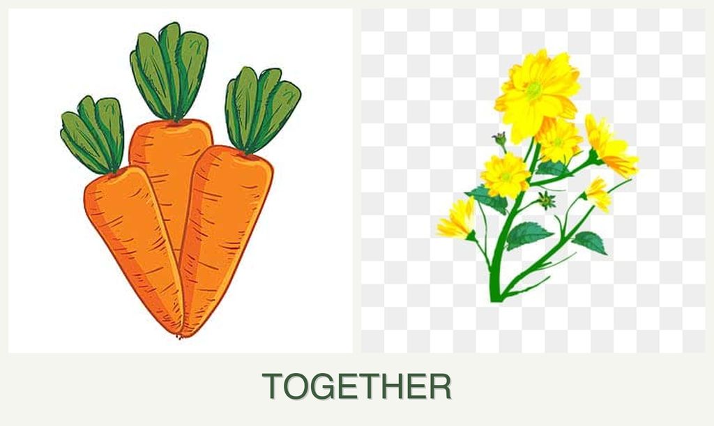 Can you plant carrots and calendula together?